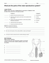 What are the parts of the male reproductive system human body printable th