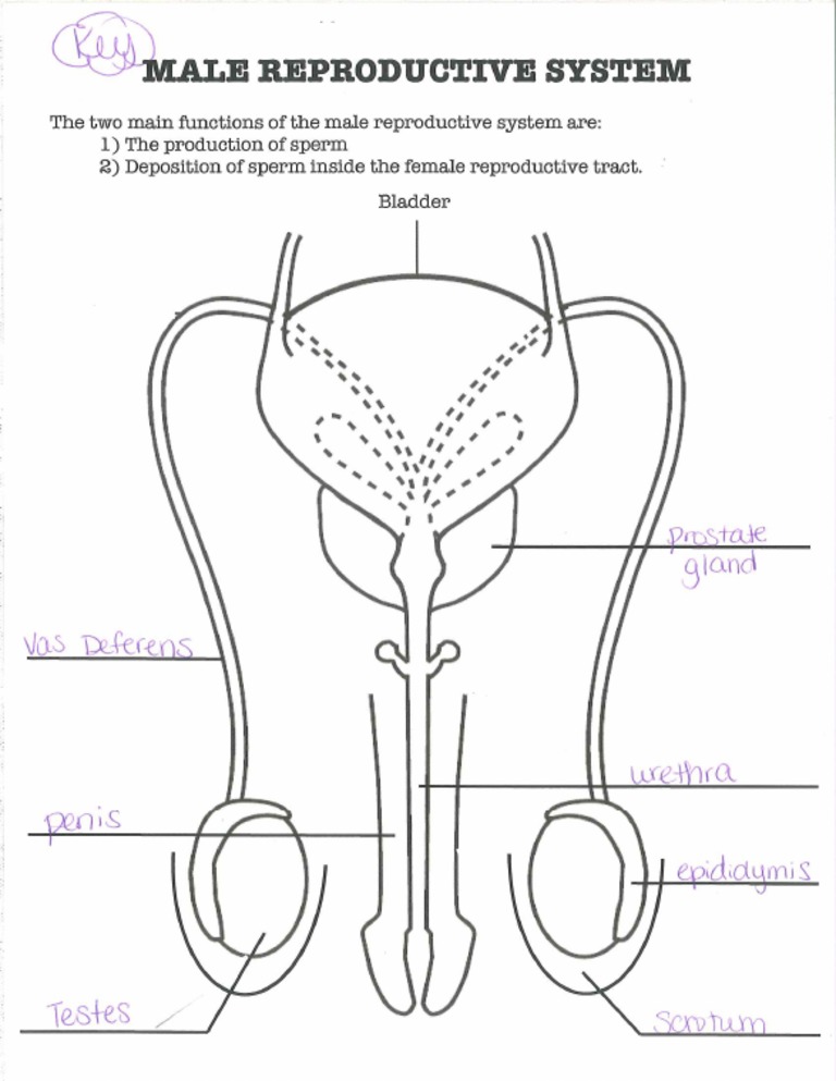 Male reproductive system diagram key pdf