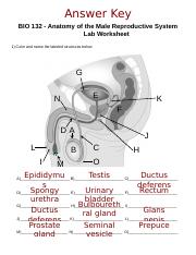 Bio anatomy of the male reproductive system lab worksheet answer key doc