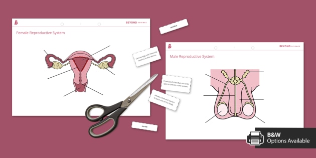Male and female reproductive system activity beyond