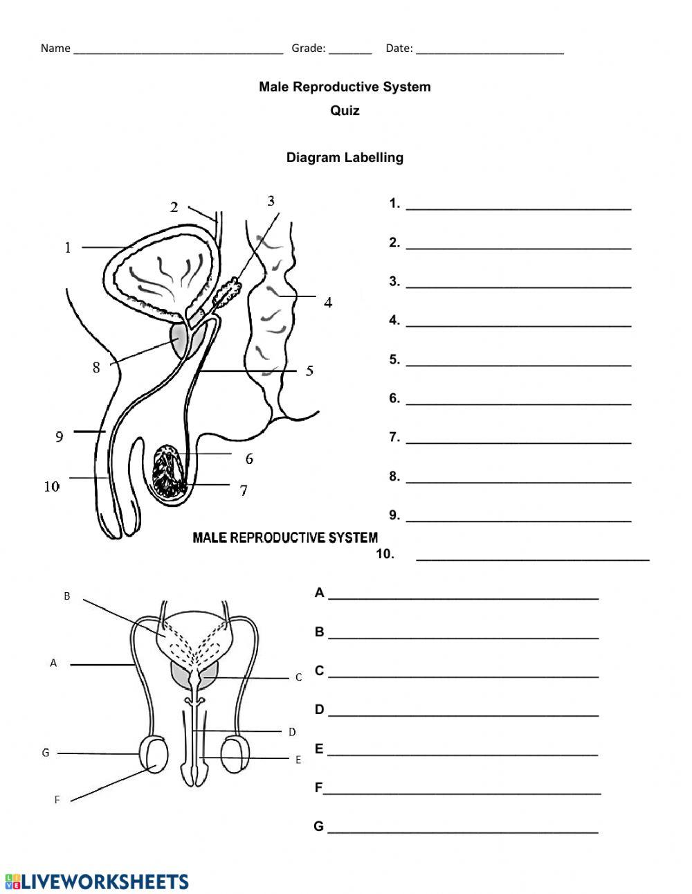 Male reproductive system