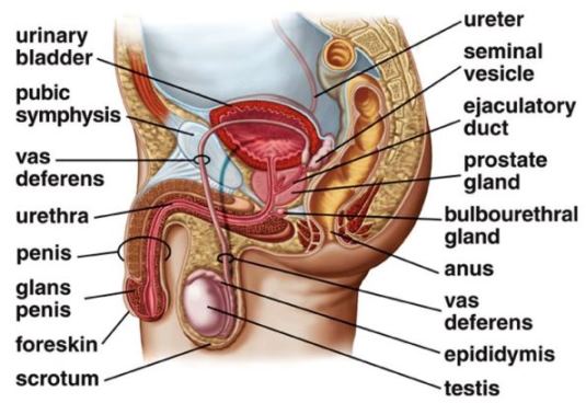 Reproductive system mcgraw hills