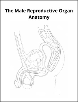 Anatomy of male reproductive system organs diagrams worksheet coloring labeling