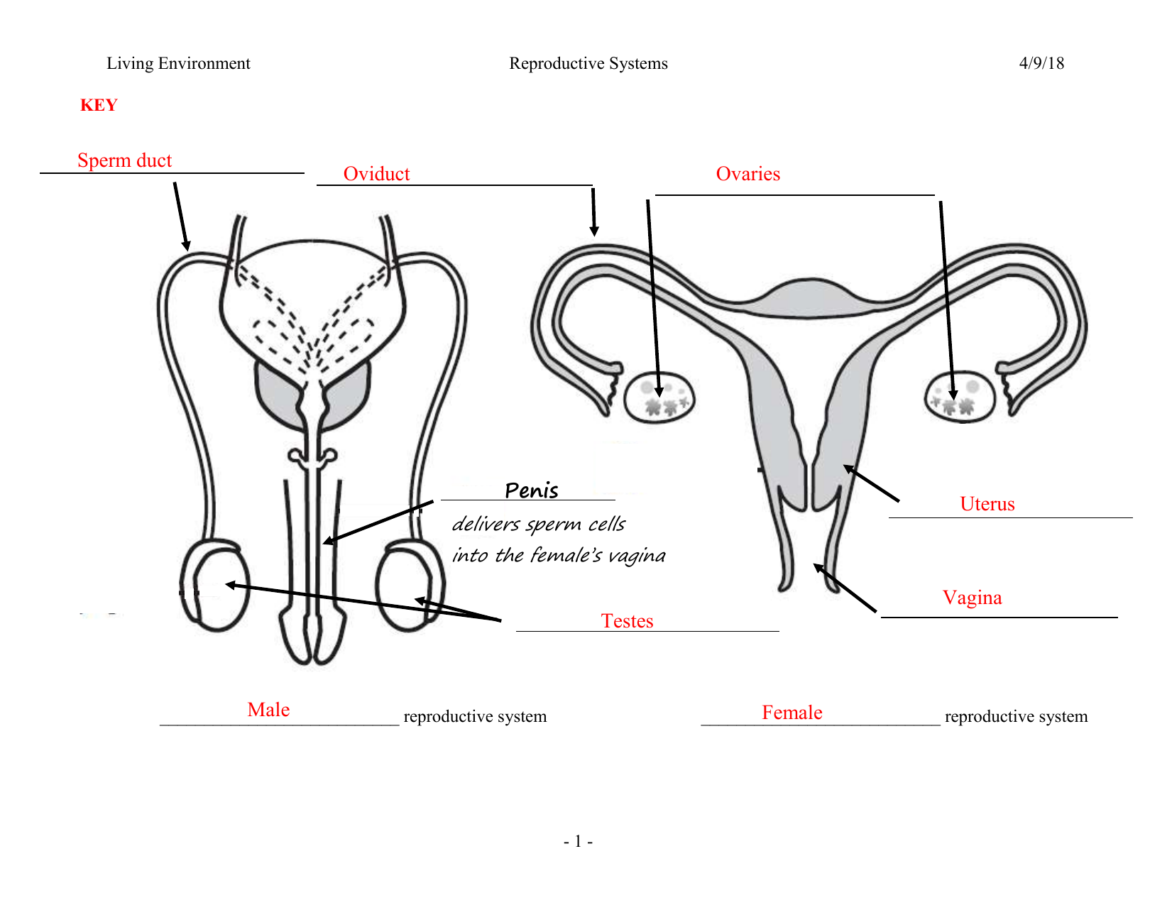 Male female reproductive worksheet key