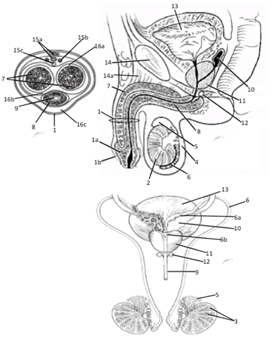 Lab reproductive system