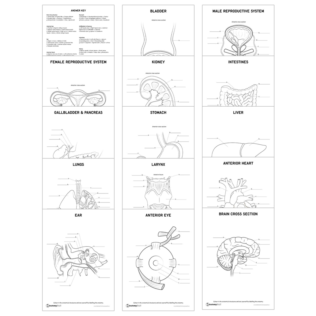 Internal organs downloadable revision pack