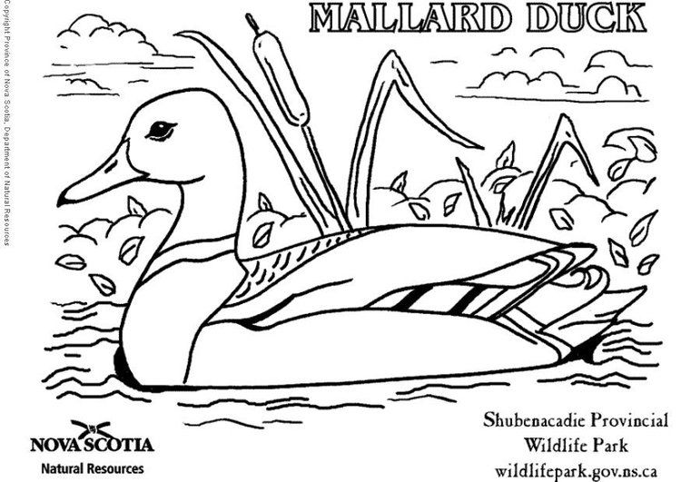 Coloring page duck coloring pages duck colouring pages