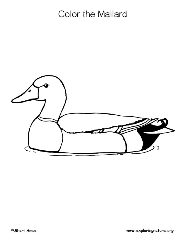 Mallard duck â coloring nature