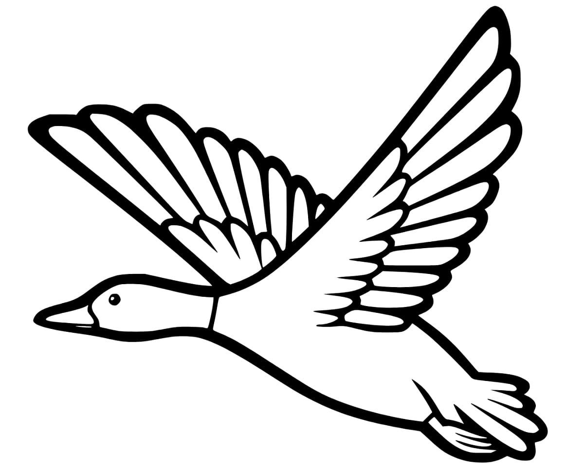 A flying mallard duck coloring page