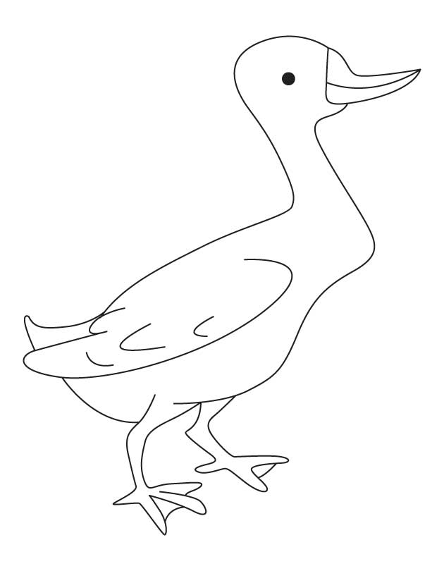 Mallard duck coloring page download free mallard duck coloring page for kids best coloring pages