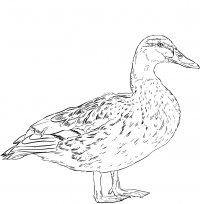 Ducks coloring pages printable for free download