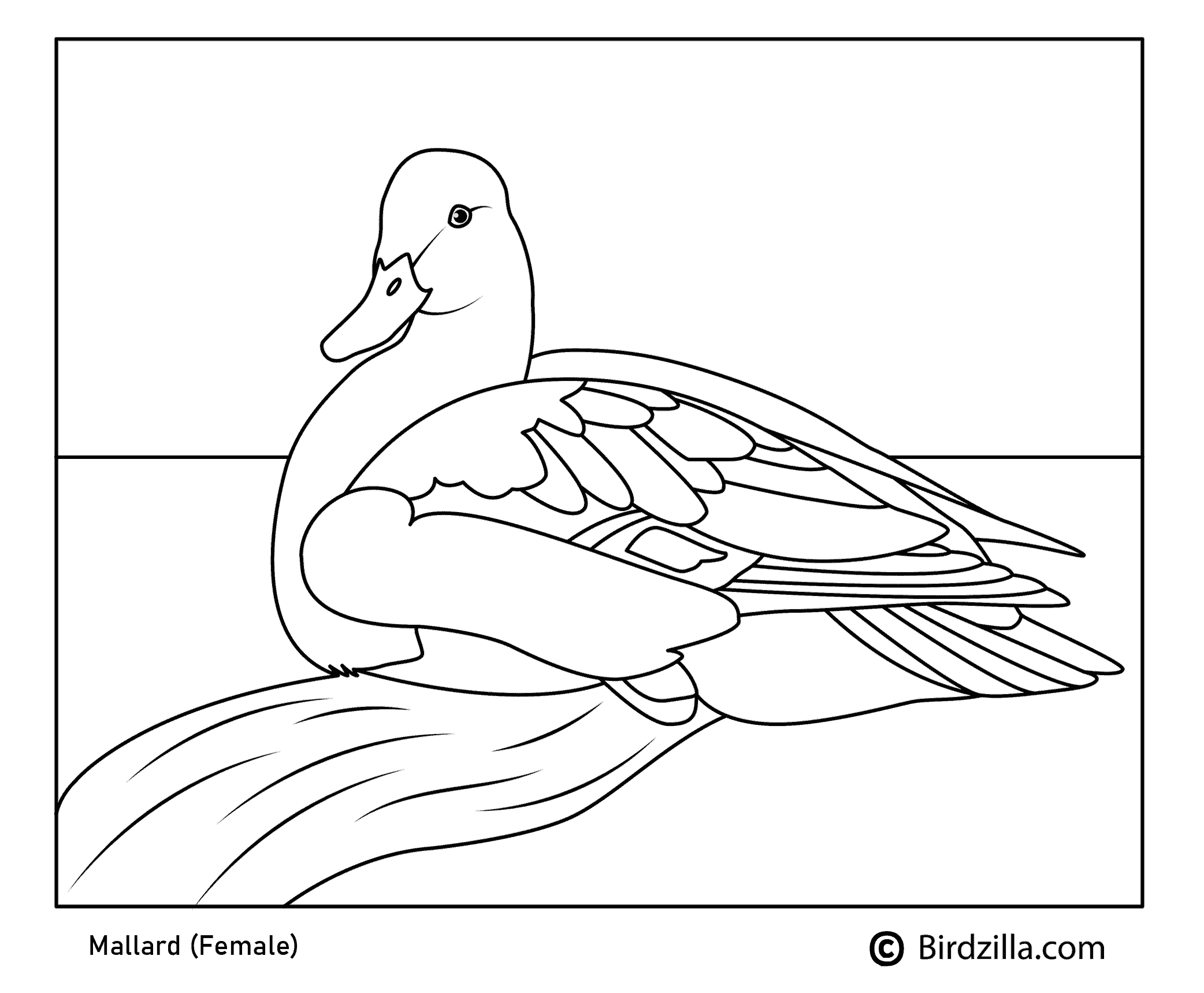 Bird coloring pages