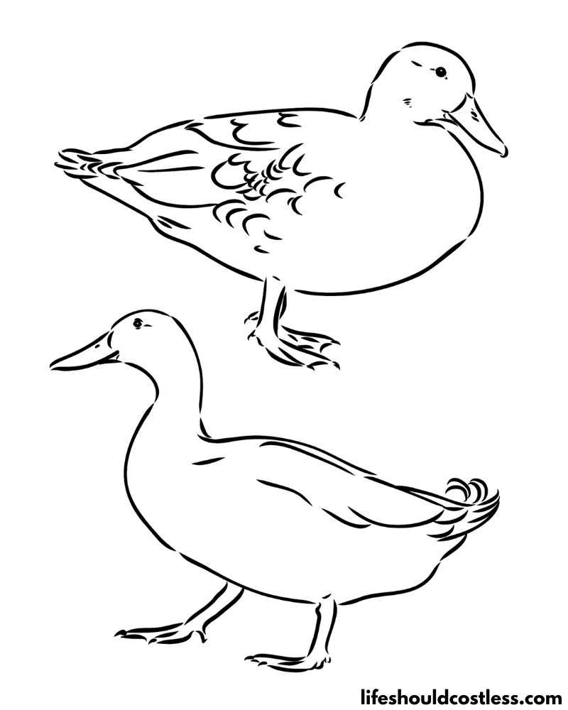 Duck coloring pages free printable pdf templates