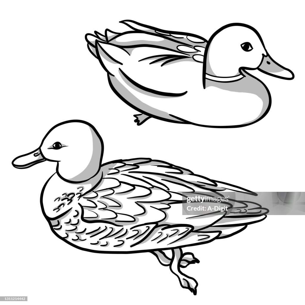 Mallard ducks male and female high