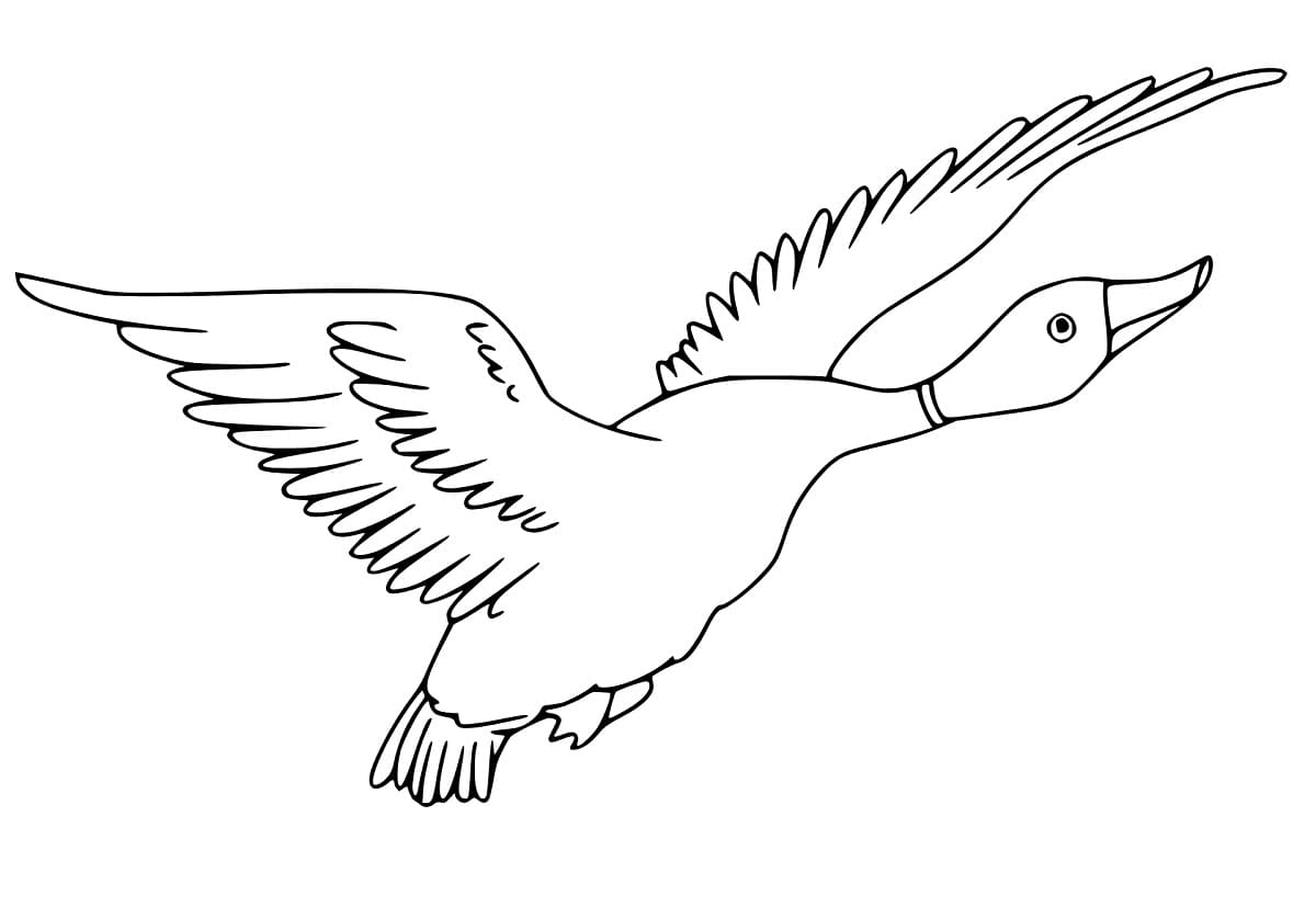 Flying mallard coloring page
