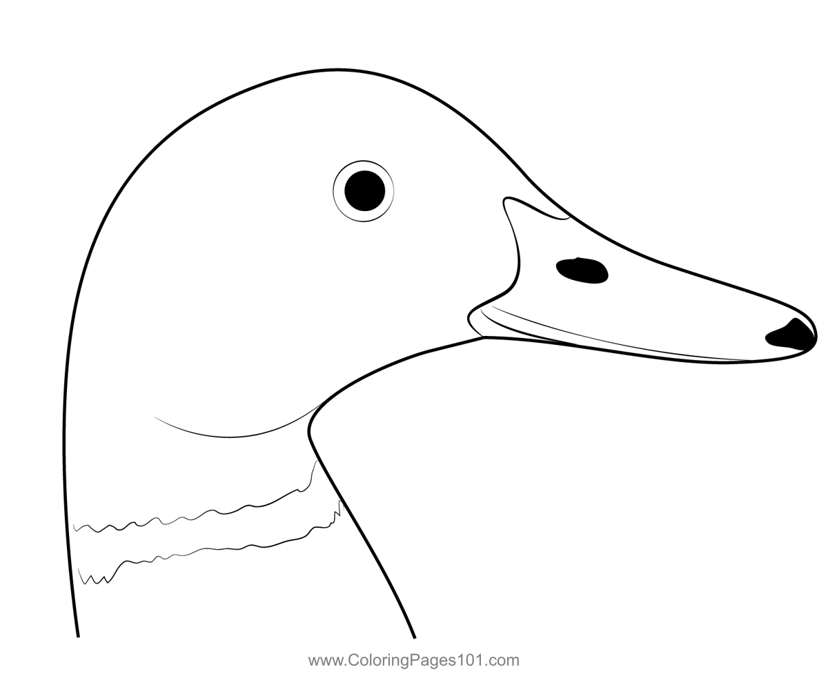 Mallard duck head coloring page for kids