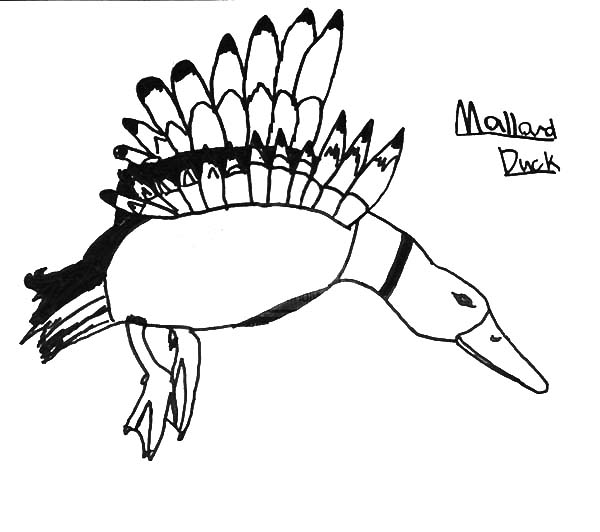 Preschool kid drawing mallard duck coloring pages color luna