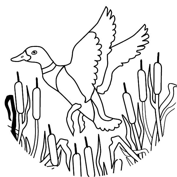 How to draw flying mallard duck coloring pages color luna coloring pages duck drawing mallard duck