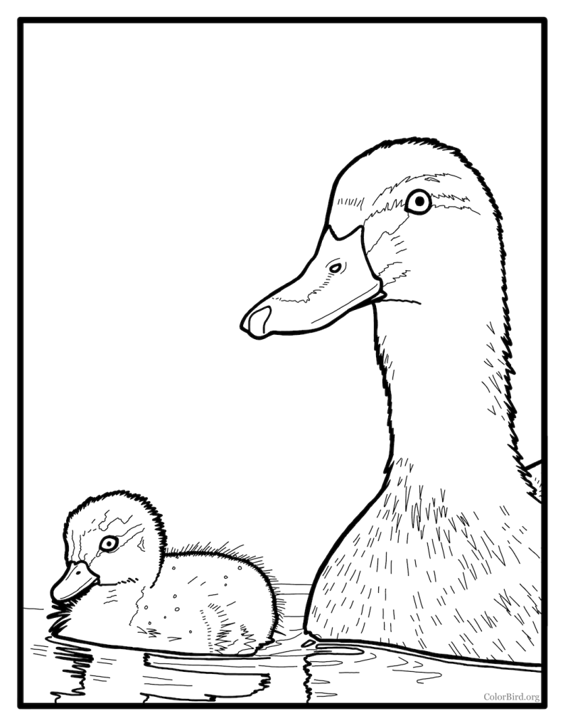 Mallards â