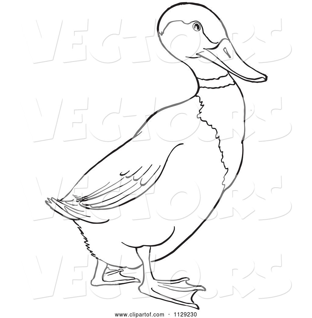 R of cartoon outlined drake mallard duck by picsburg