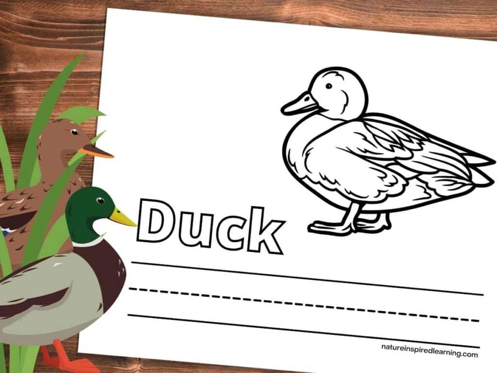 Realistic duck coloring pages