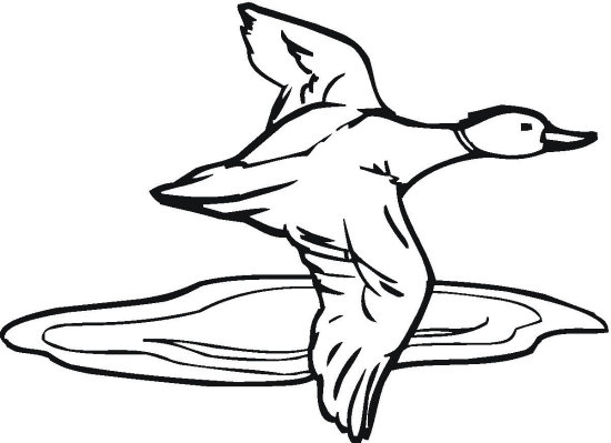 Best ducks coloring pages for kids