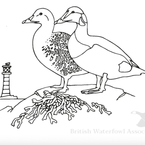 Mallard duck colouring page