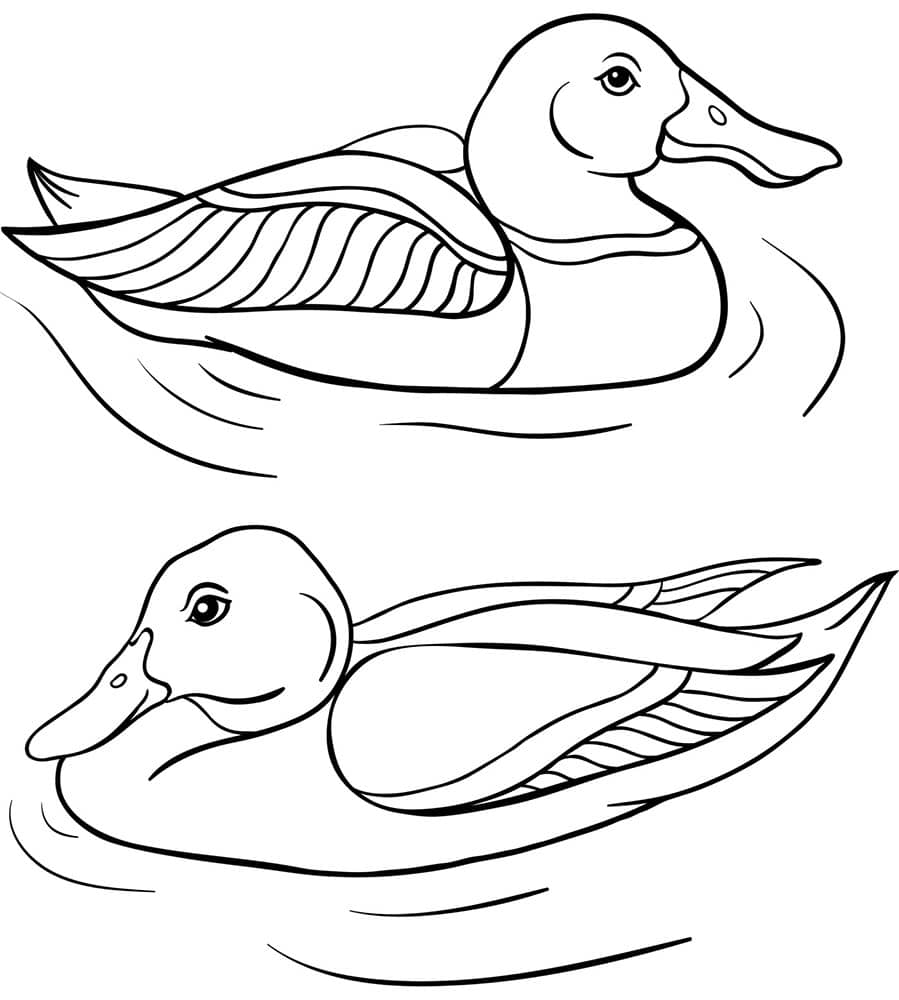 Two ducks swimming in the lake coloring page