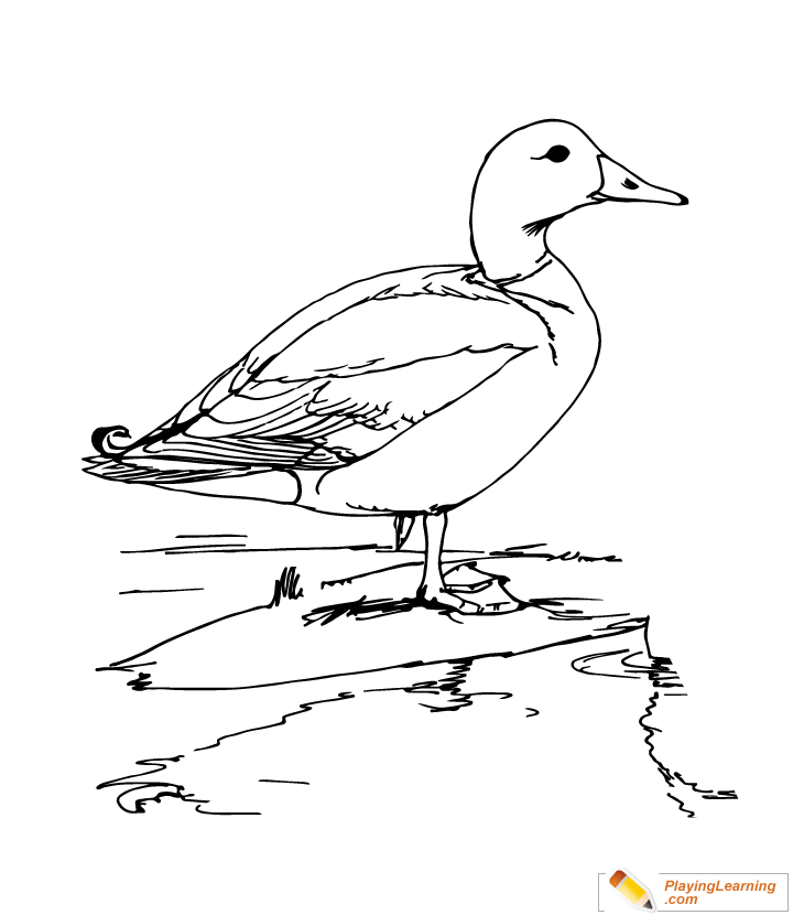 Bird mallard coloring page free bird mallard coloring page