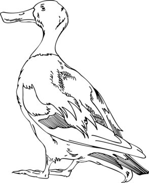 Mallard outline images â browse photos vectors and video