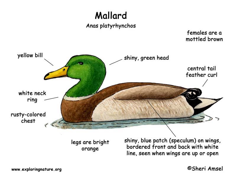 Duck mallard