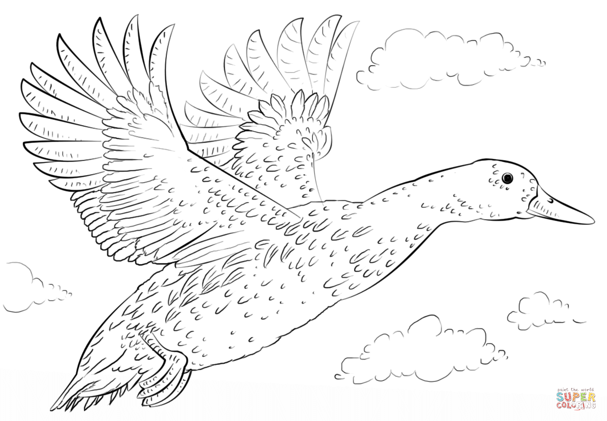 Mallard duck in flight coloring page free printable coloring pages