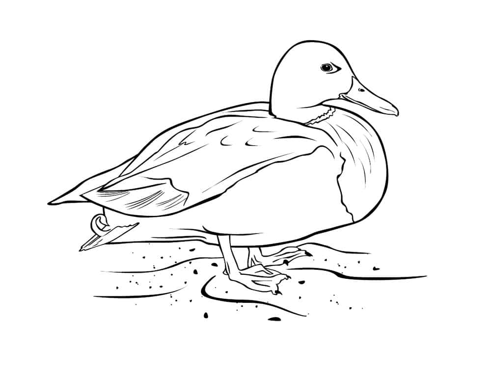 Duck swimming in water coloring page
