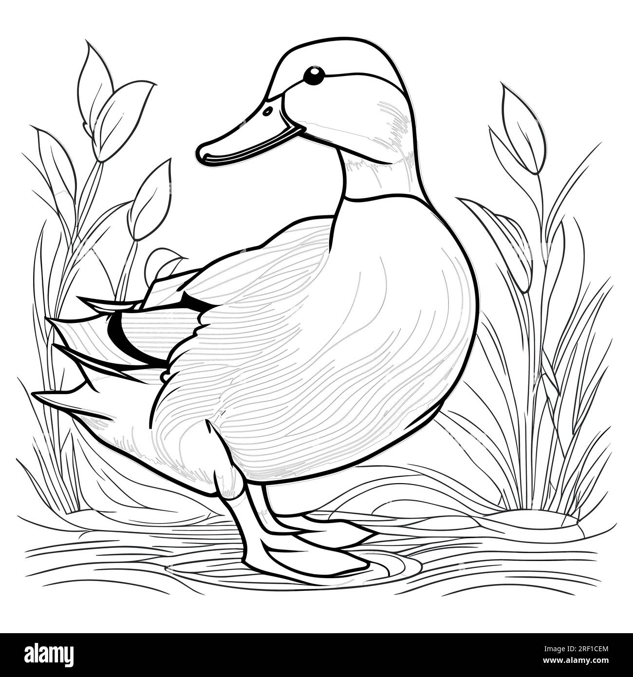 Duck and engraving stock vector images