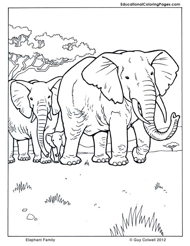 Elephant