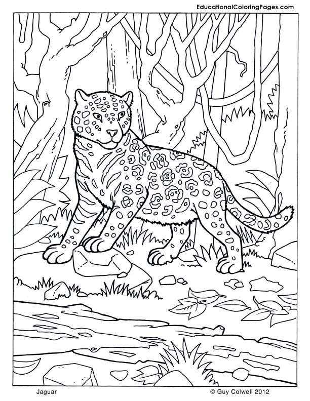 Mammals book four coloring pages animal coloring pages