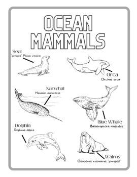 Ocean mammals coloring page by traci muldrow tpt
