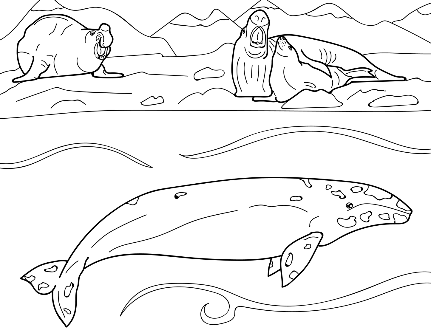 Marine mammals educational coloring book â advance wildlife education
