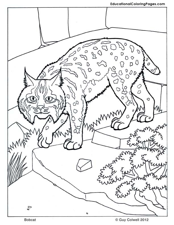 Mammals coloring