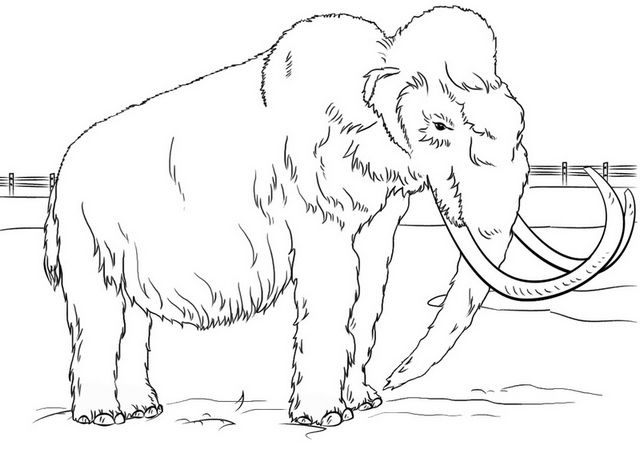 Seven wonderful mammoth colorg pages for children colorg pages nature animal colorg pages wooly mammoth