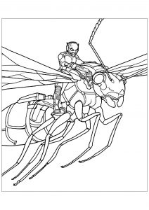 Ant