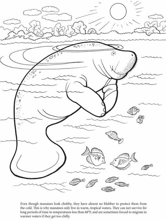 Manatee adult coloring designs coloring book pages manatee