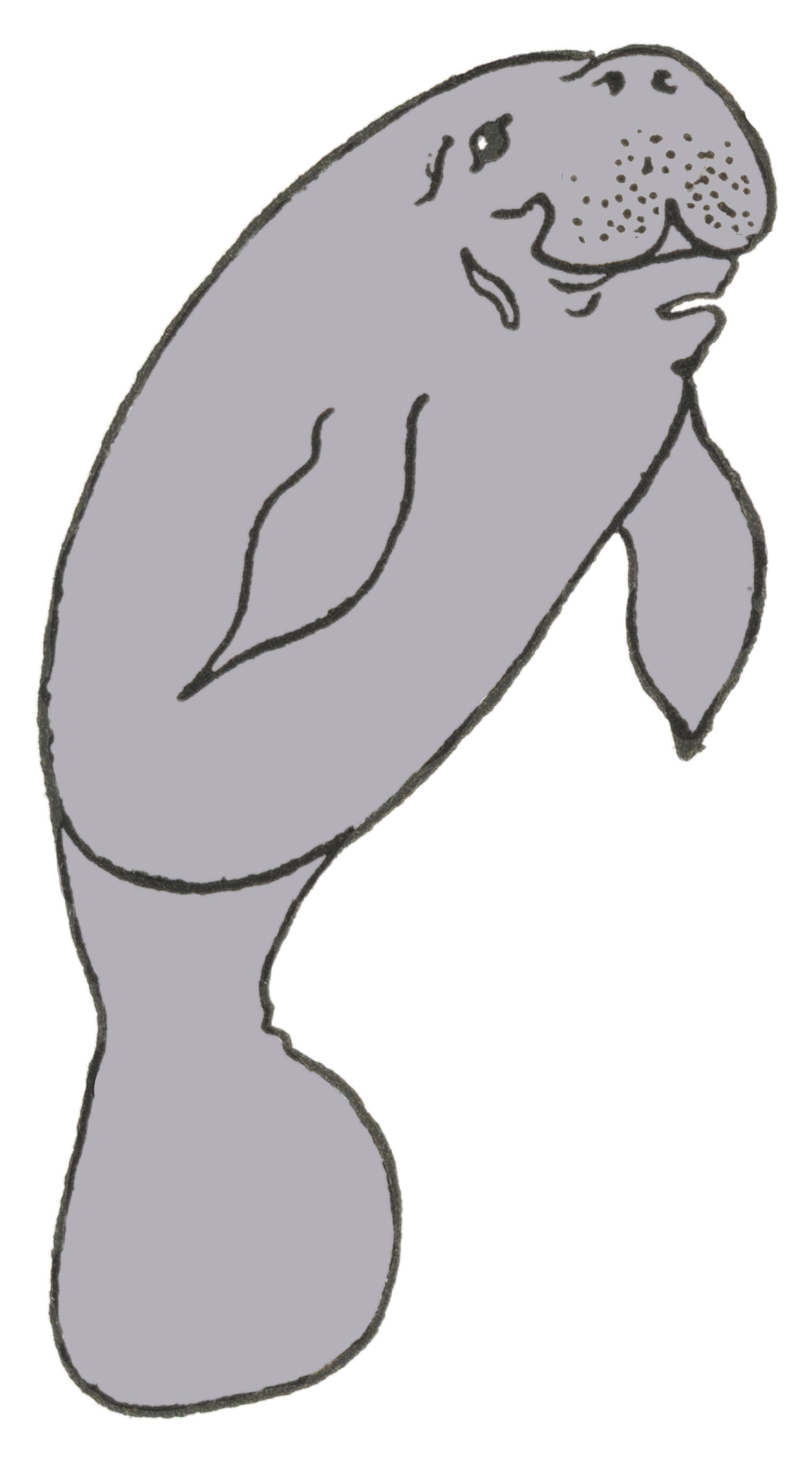 Draw manatee easy step by step