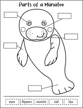 Manatee craft writing parts of a manatee printable ocean animals activity