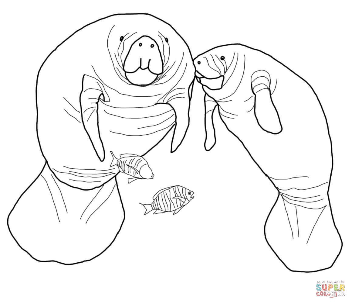 Florida manatee coloring page free printable coloring pages