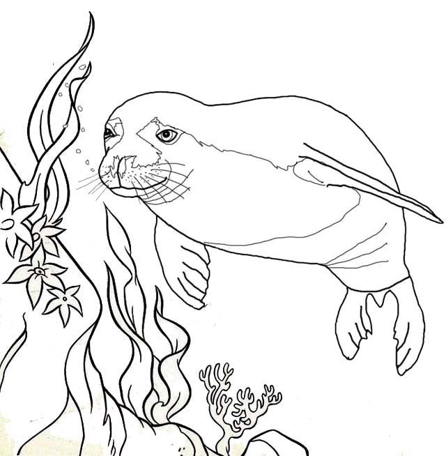 Fantastic manatee coloring pages for children coloring pages animal coloring pages bird drawings