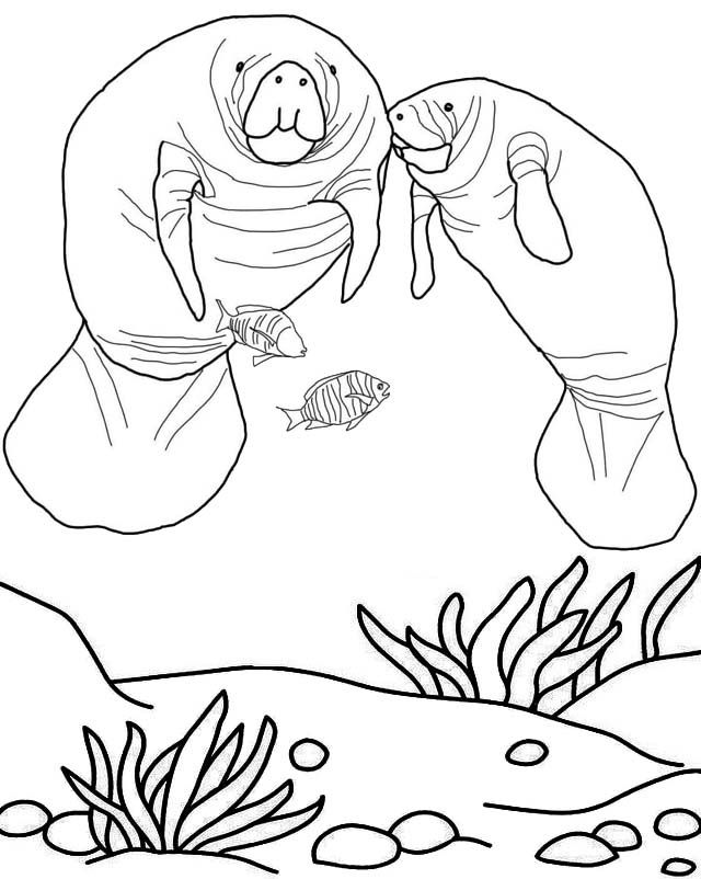 Fantastic manatee coloring pages for children jellyfish art animal coloring pages coloring pages