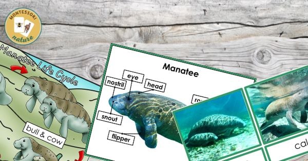 Manatee life cycle and parts of a manatee printable
