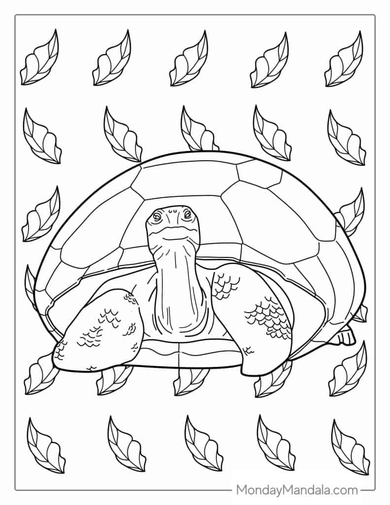 Turtle coloring pages free pdf printables