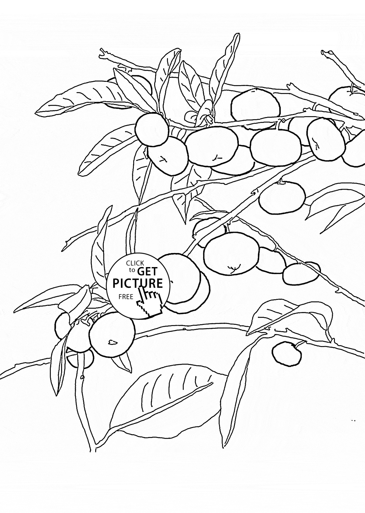 Mandarin orange tree fruit coloring page for kids fruits coloring pages printables free